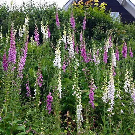 Gruenes Nyaraló Nassau (Saxony)