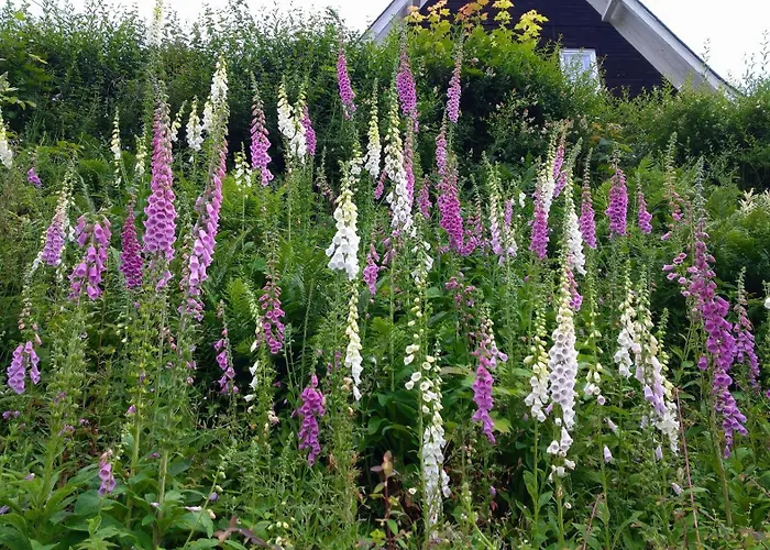 Gruenes Nyaraló Nassau (Saxony)